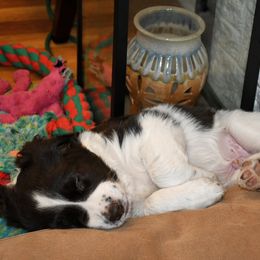 Drentsche Patrijshond and Spinone Italiano Puppies from Two Gun Kennels