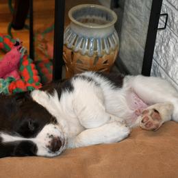 Drentsche Patrijshond and Spinone Italiano Puppies from Two Gun Kennels