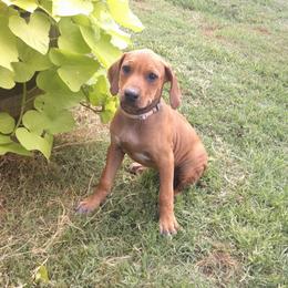 Caramel - Red wheaten female Rhodesian Ridgeback puppy in Carney, Oklahoma from River Run Parson Russell terriers & River Run Ridgebacks