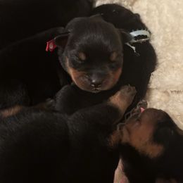 Bravo - Black and mahogany male Rottweiler puppy in Kinston, North Carolina from Domov Kartelu Rottweilers