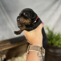 Boy 3 - Black and rust male Doberman Pinscher puppy in Aredale, Iowa from Royal Dynasty Dobermann Kennel