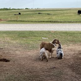 Australian Shepherd, Miniature Australian Shepherd, and Toy Australian Shepherd Puppies from Hunt Farms Mini Aussies