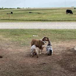 Australian Shepherd, Miniature Australian Shepherd, and Toy Australian Shepherd Puppies from Hunt Farms Mini Aussies