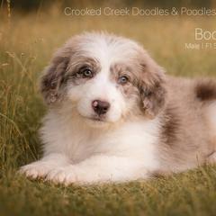 Bodacious - Red merle male Bordoodle puppy in Woodruff, South Carolina from Crooked Creek Doodles and Poodles
