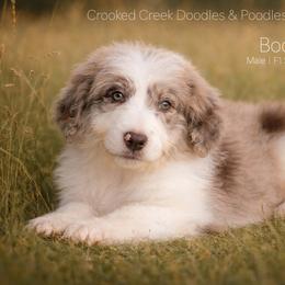 Bodacious - Red merle male Bordoodle puppy in Woodruff, South Carolina from Crooked Creek Doodles and Poodles
