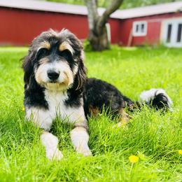 Connie - Bernedoodle