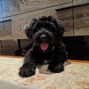 Bergamasco Sheepdog Puppies from Spellbound Bergamascos