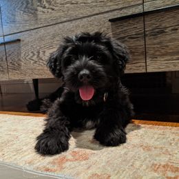 Bergamasco Sheepdog Puppies from Spellbound Bergamascos