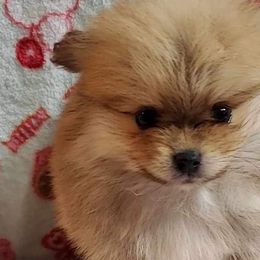 Boy 2 - Pomeranian puppy in Tulsa County, Oklahoma from CP Kennels