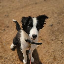 Lucian - Border Collie