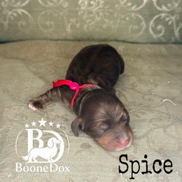 Spice - Chocolate and cream male Dachshund puppy in Lexington, Oklahoma from BooneDox Miniature Dachshunds