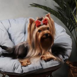 Lexi - Yorkshire Terrier