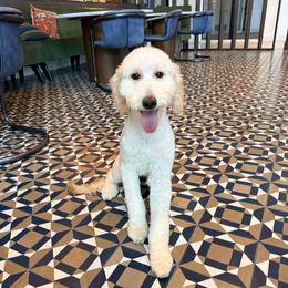 Muzick - Goldendoodle