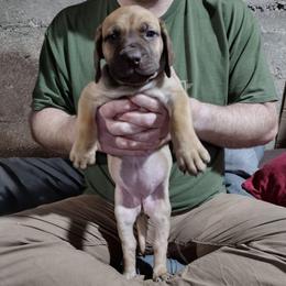 Red girl - Red female Boerboel puppy in Dowagiac, Michigan from Flanders Kennels LLC