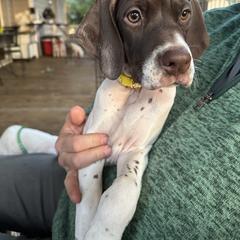 Yellow collar girl - Liver and white female Pointer puppy in Youngsville, North Carolina from Dogma Pointers & Bulldogs