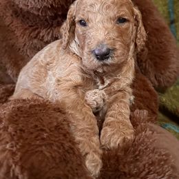 Klondike - Apricot male Poodle puppy in Smithville, Mississippi from Shenanigans Red & Apricot Standard Poodles