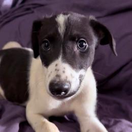 Eira - Black and white male Greyhound puppy in Florida from Running to Stand Still (RTSS)