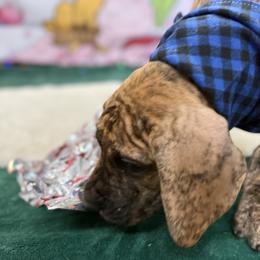 Great Dane Puppies from KD Sweet Southern Danes