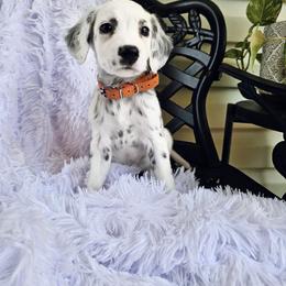 Orange - White and black male Dalmatian puppy in Gray, Georgia from Fuller Spots
