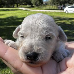 Milo 7536 - Cream male Goldendoodle puppy in Arcadia, Florida from KnuDawn Goldendoodles
