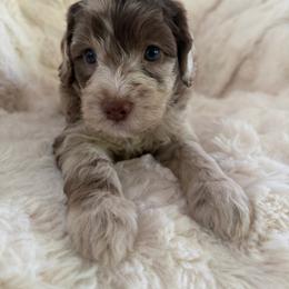 Rey - female Australian Mountain Doodle puppy in Fullerton, California from Emerald Creek Doodles