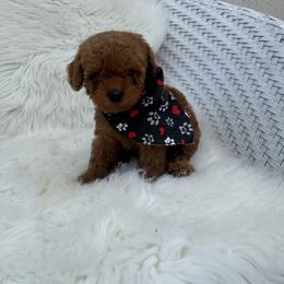 Zack - Red  male Goldendoodle puppy in Davie, Florida from Daviegoldendoodles