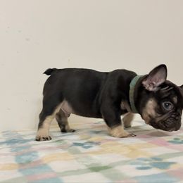 Draco - Black and tan male French Bulldog puppy in Phoenix, Arizona from JK French Bulldog Kennel