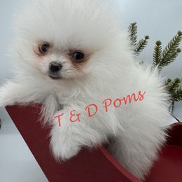 Tear stains will go away, from nursing - White male Pomeranian puppy in Bourbonnais, Illinois from T & D Poms