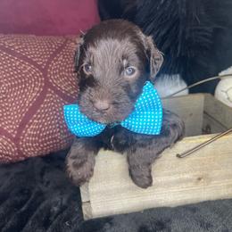 Red Jasper - Chocolate Goldendoodle puppy in Charlotte, North Carolina from Ben and Jerry Doodles