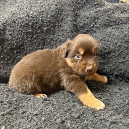 Parsley - Red tri male Miniature Australian Shepherd puppy in Medical Lake, Washington from MAS Gone Rogue
