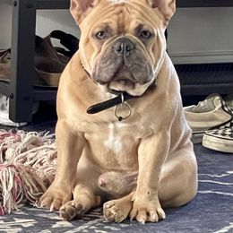 French Bulldog All Grown Up from Beau's French Bulldogs
