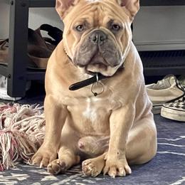 French Bulldog All Grown Up from Beau's French Bulldogs