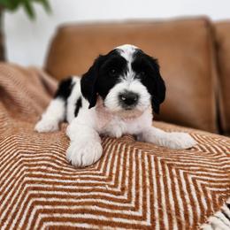 Cherry - Black and white male Sheepadoodle puppy in Tooele, Utah from Salt & Snow Pups