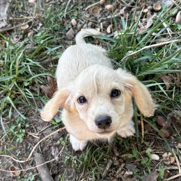Kali - Cream female Dachshund puppy in Biloxi, Mississippi from Southern Doxies Ms