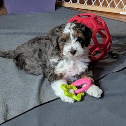 Aussiedoodle Puppies from Ridgeview Aussiedoodles