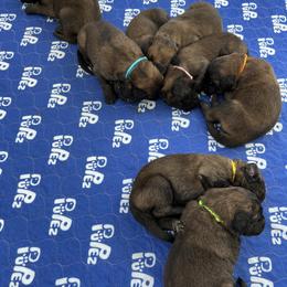 Leonberger and Miniature Australian Shepherd Puppies from Bear Pond Aussies / Leonbergers of Maine