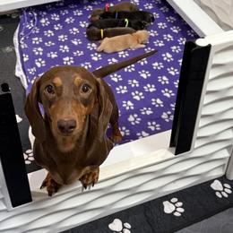 Maple - Dachshund