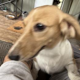 Persephone - Dachshund