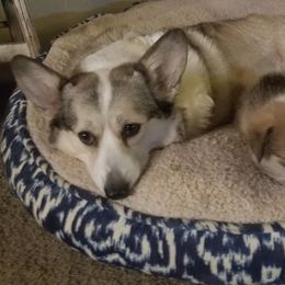Dachshund and Pembroke Welsh Corgi Puppies from Kendaline Kennels