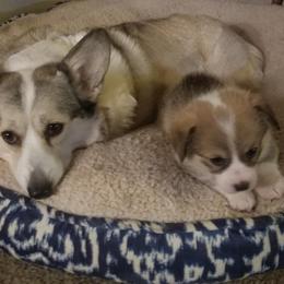 Dachshund and Pembroke Welsh Corgi Puppies from Kendaline Kennels