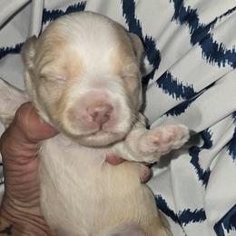 Finn - Cream male Maltipoo puppy in Brooksville, Florida from DeVall Maltipoos