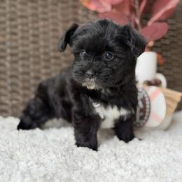 Gypsy - Black female Yorkipoo puppy in Hardin, Texas from Oodlesoflildoodles