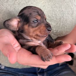 Dapple boy- Binx - Dapple male Dachshund puppy in Lady Lake, Florida from Shotzie Doxie Co.