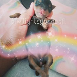 Yorkshire Terrier Puppies from Twilights Yorkies FL