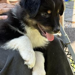 Galaxy - Black tri-color female Australian Shepherd puppy in Hilton, New York from Francoise's Australian Shepherds