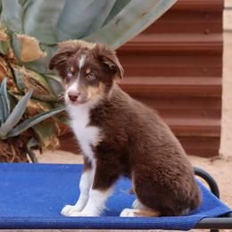 Daddy Long legs - male Australian Shepherd puppy in Tucson, Arizona from Soqui Ortiz Cattle Ranch