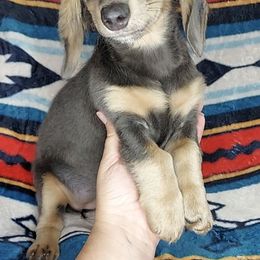 EMBER - Blue and cream female Dachshund puppy in Swink, Oklahoma from Palali Farm
