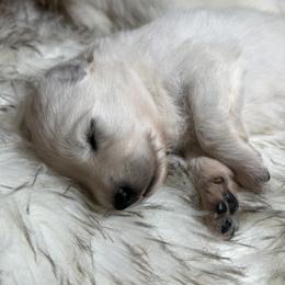 Girl 1 - White female Berger Blanc Suisse puppy in Bexar County, Texas from Scenic Creek German Shepherds and White Swiss Shepherds