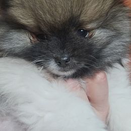 Pomeranian Puppies from ADKPOM Adirondack Pomeranians