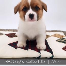 Chai - Red male Pembroke Welsh Corgi puppy in Pine Village, Indiana from NL Horsemanship